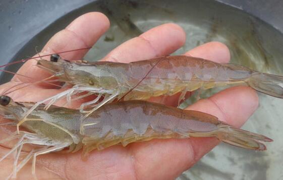 水产em菌阴天雨天可以使用吗,em菌在水产中的作用和注意事项