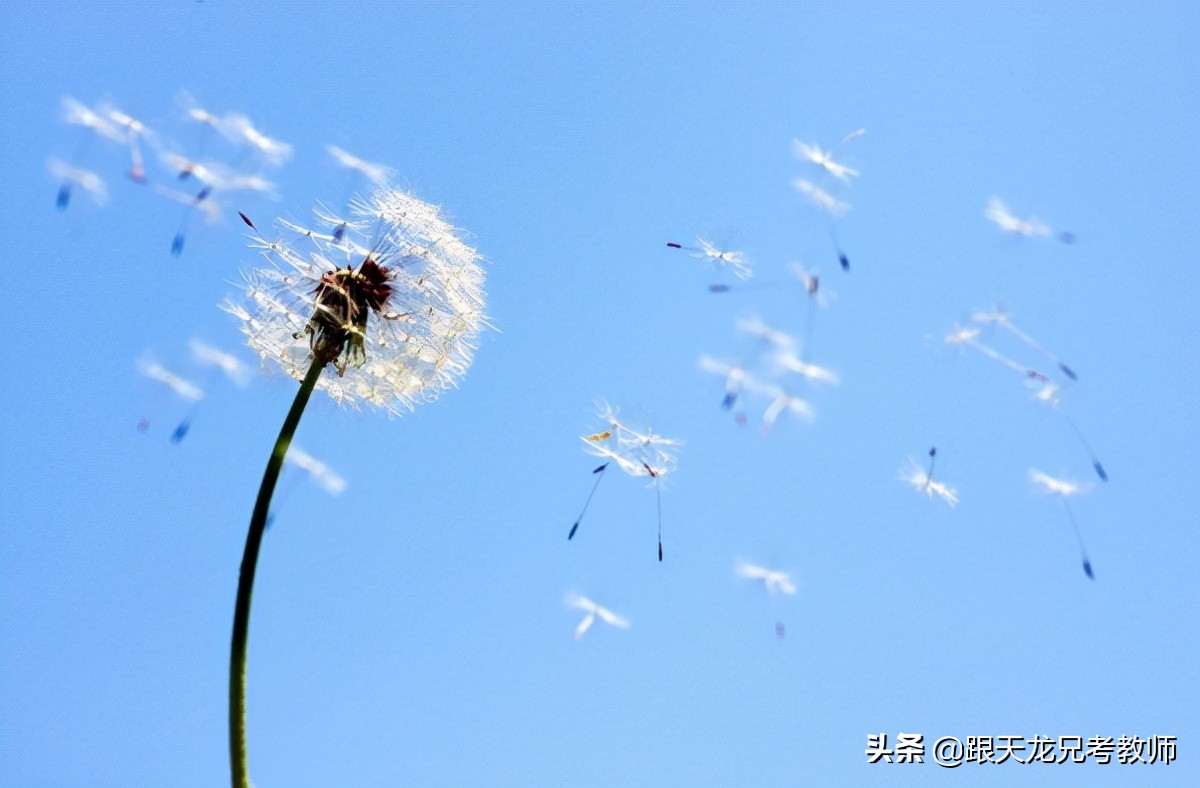 科学活动种子的旅行教案,小种子发芽了科学教案中班