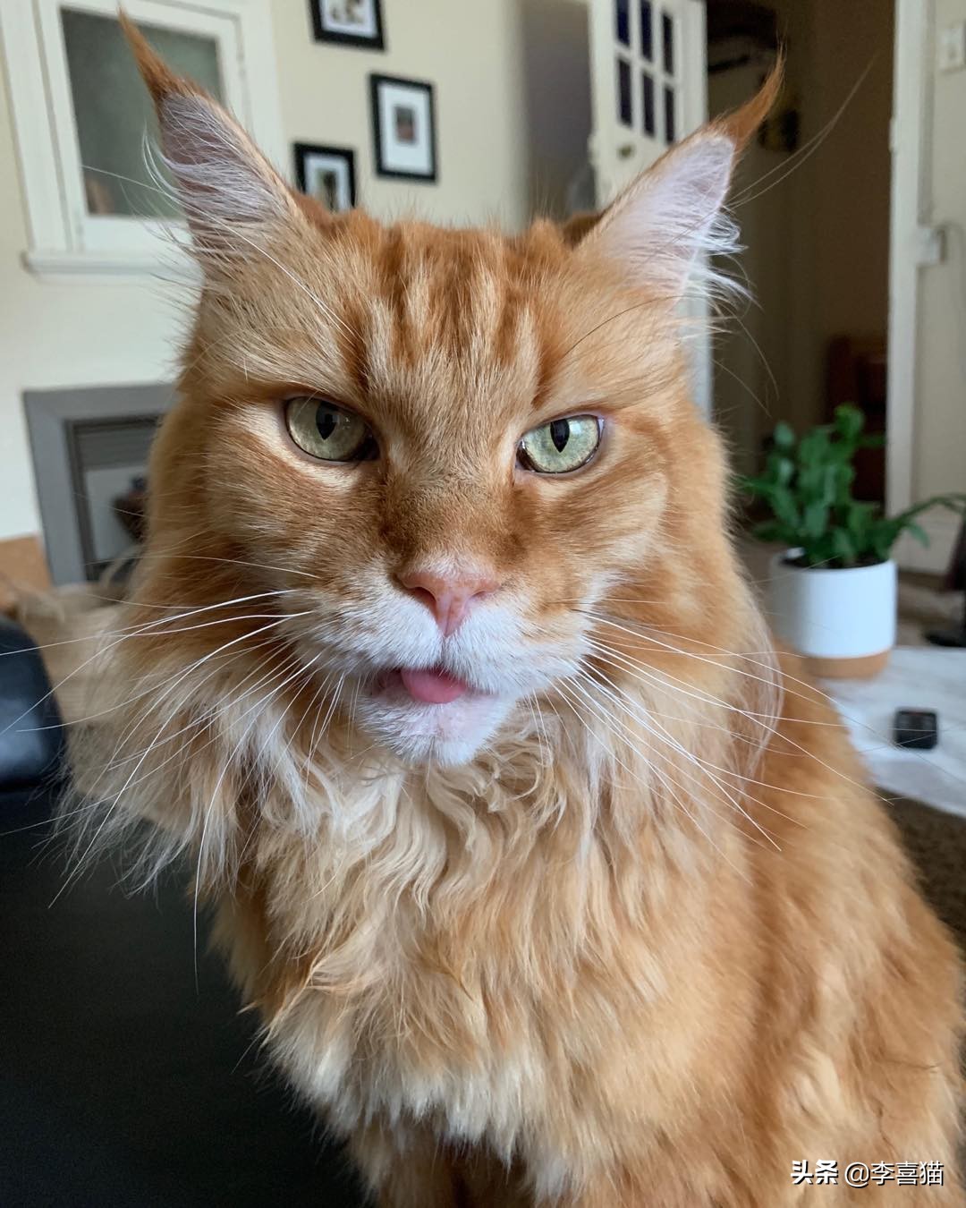 辟谣猫咪真的没有九条命,辟谣猫咪