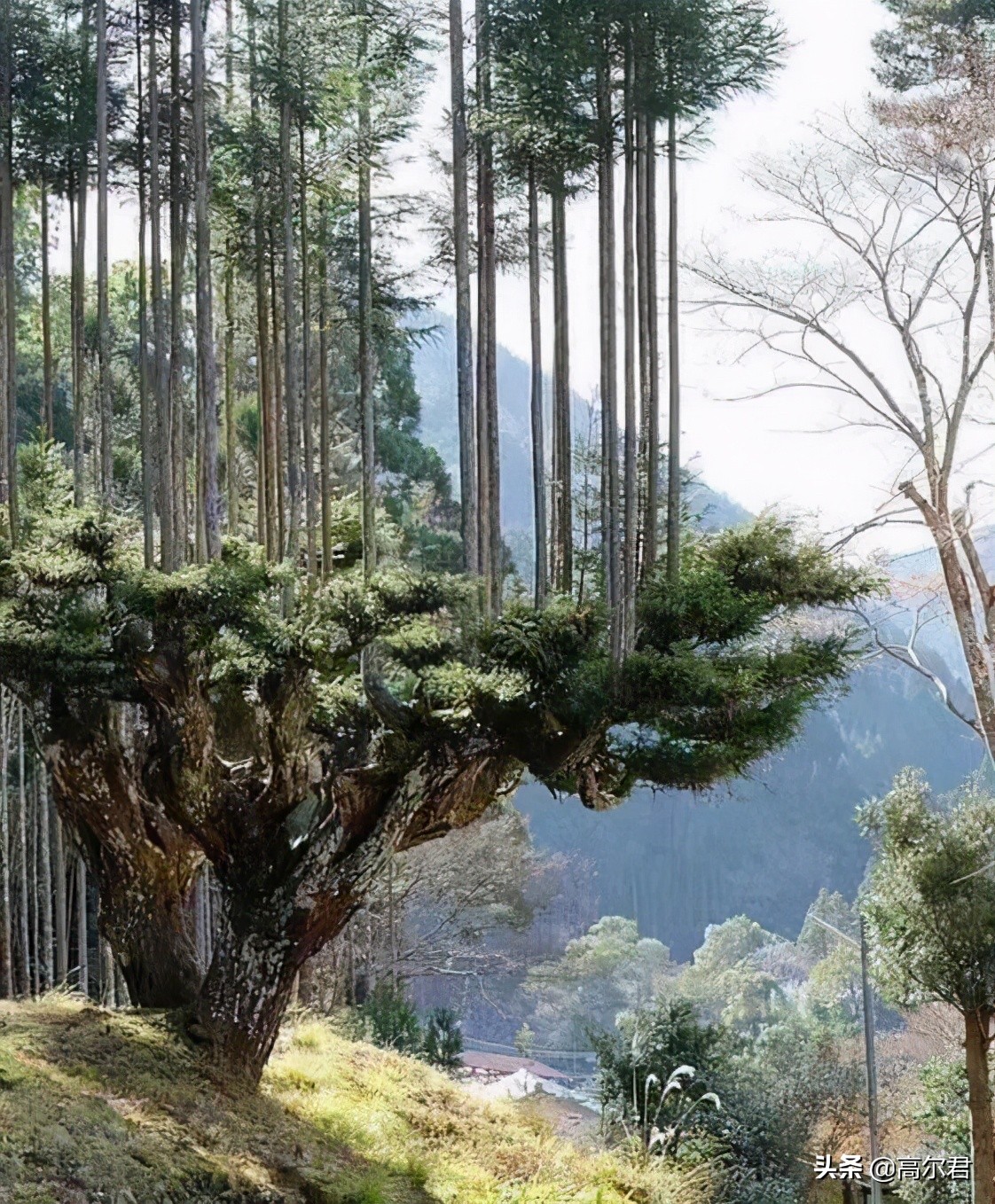 居住在深山里打虎养鹿的镇山太保是怎样的生活状态？