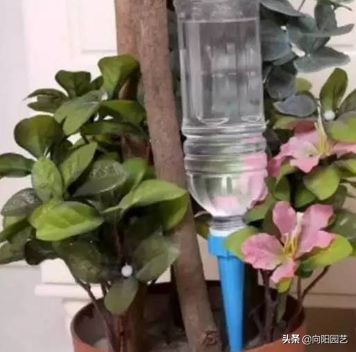 在家里怎么自制一个自动浇水装置,自制简单自动浇水神器美观