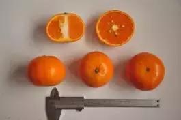 柑橘新优优缺点,设施柑橘新品种优缺点