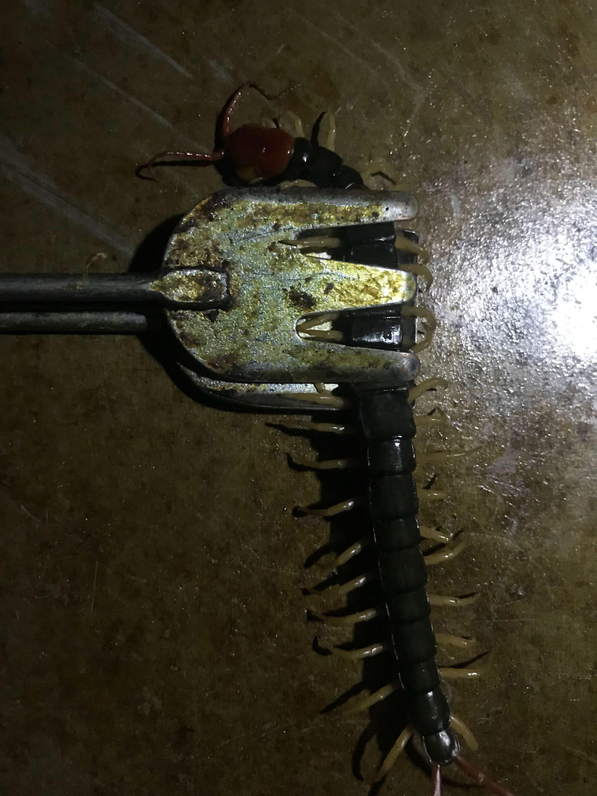 晚上夜钓老是有蜈蚣怎么防,野钓怎样防止蜈蚣最有效