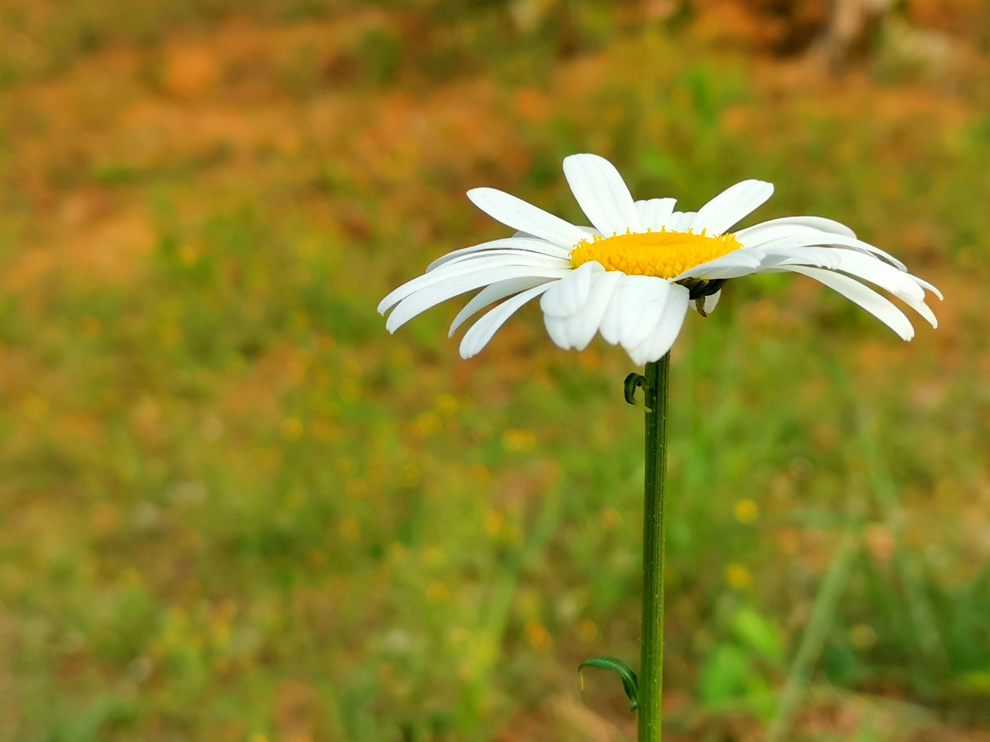 华为p30的相机超级微距,华为p30pro徕卡色调拍照实拍