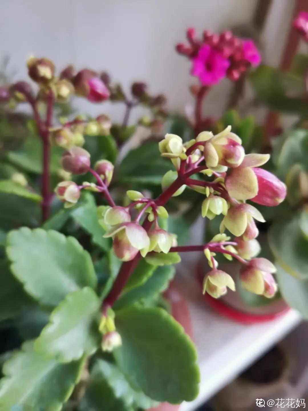 春天开的花有哪些常见又漂亮,十大名花在春天开的有哪些