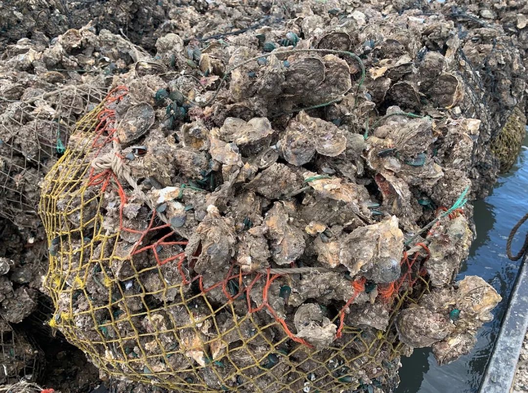 卖光家产！身背巨债！绝望中，他靠一种薄壳的小东西，年赚百万