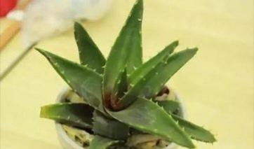 芦荟叶片不饱满是缺水吗,芦荟烂根叶片发黑