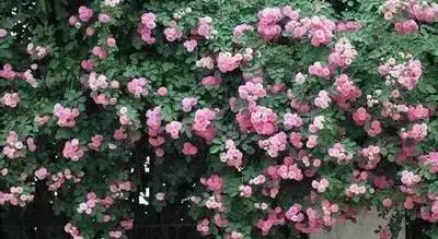 100种花的英文和花语是什么,100种花的花语以及送花礼仪分享