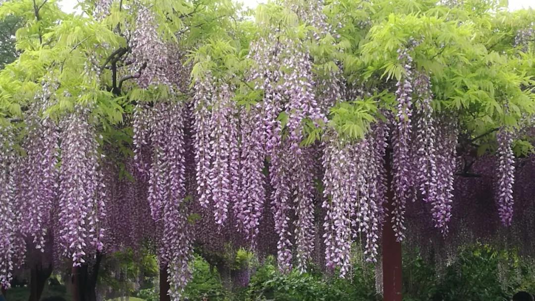 网红古树紫藤花,网红紫藤花