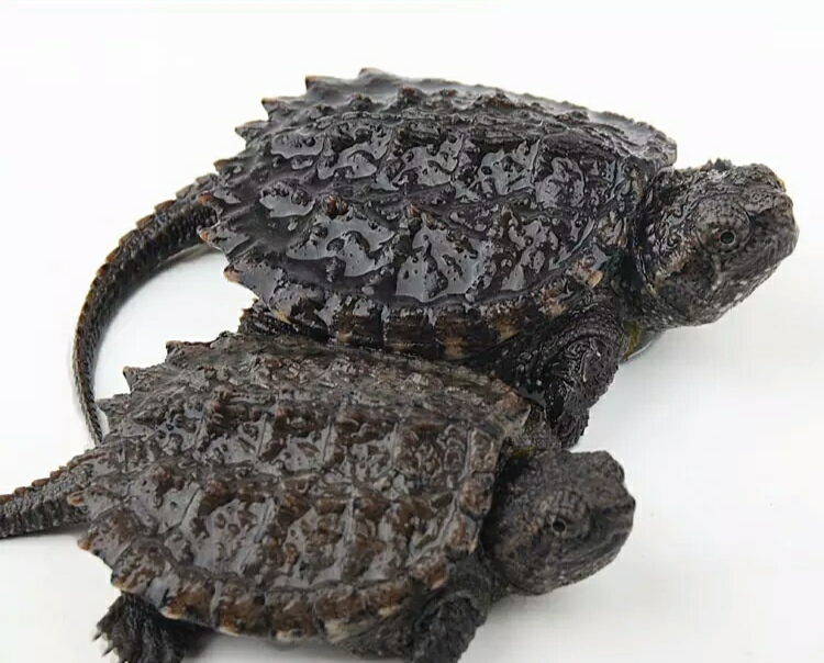 新手养龟自制龟缸,推荐新手龟