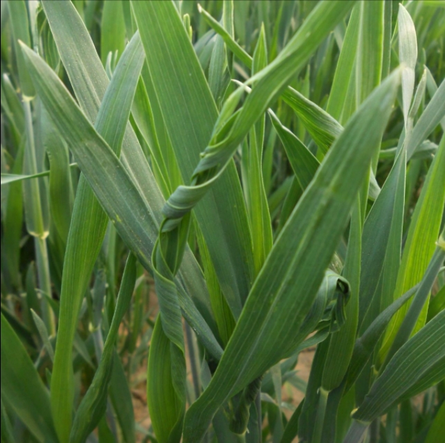 激素农药药害,激素型除草剂的危害