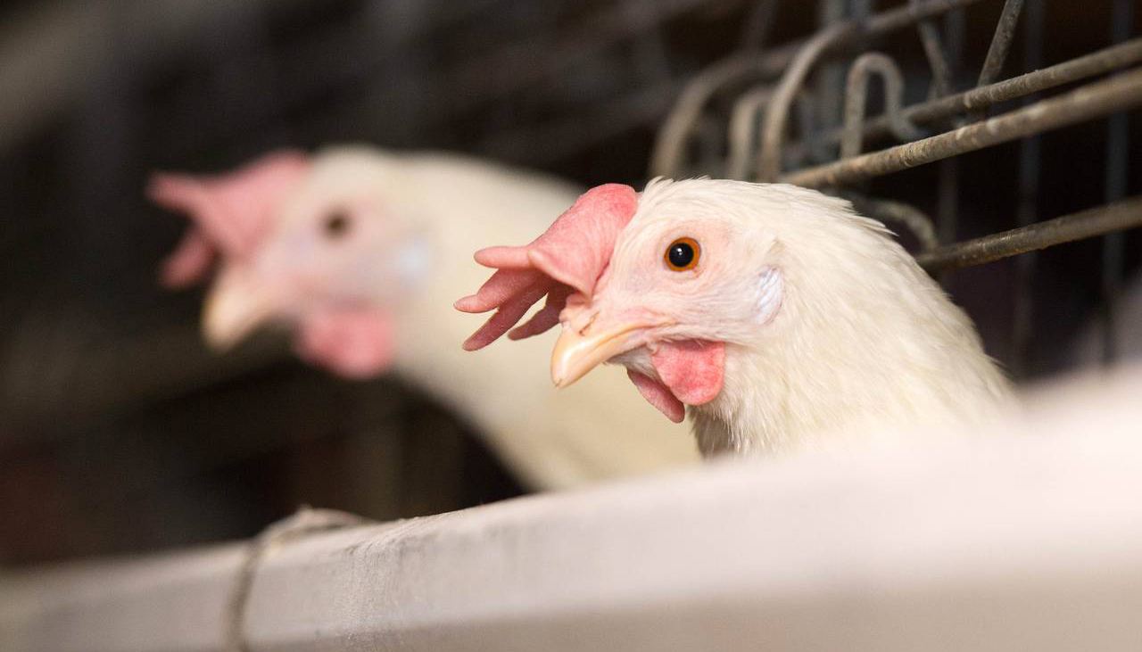 t骨牛排的来源,t骨牛排是西冷么