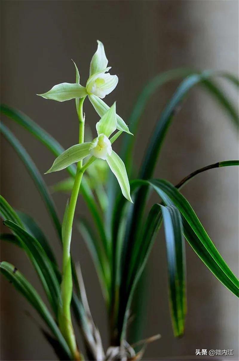 花中珍品!内江这朵花不一般,连*德朱**都很喜欢——