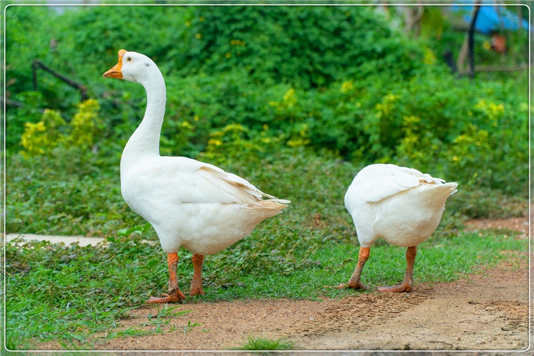农村创业养殖一年赚152万,在农村养殖什么一年能挣10万元