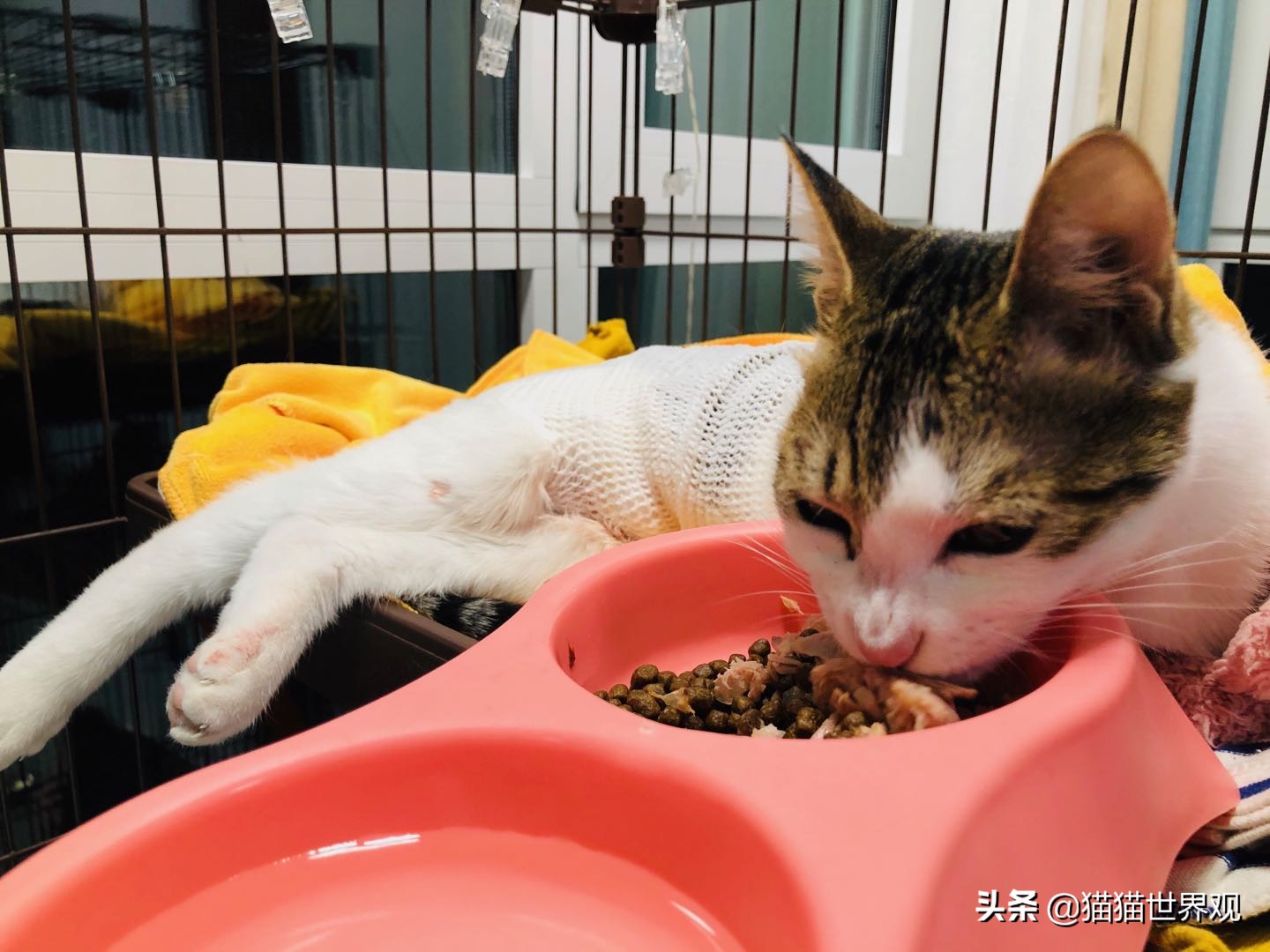猫咪绝育手术后该如何护理才正确,猫咪绝育手术全过程母猫