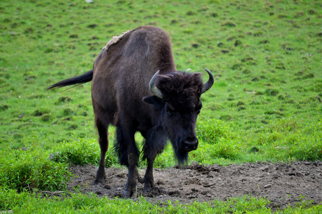 大象长高,大象怎么长高的