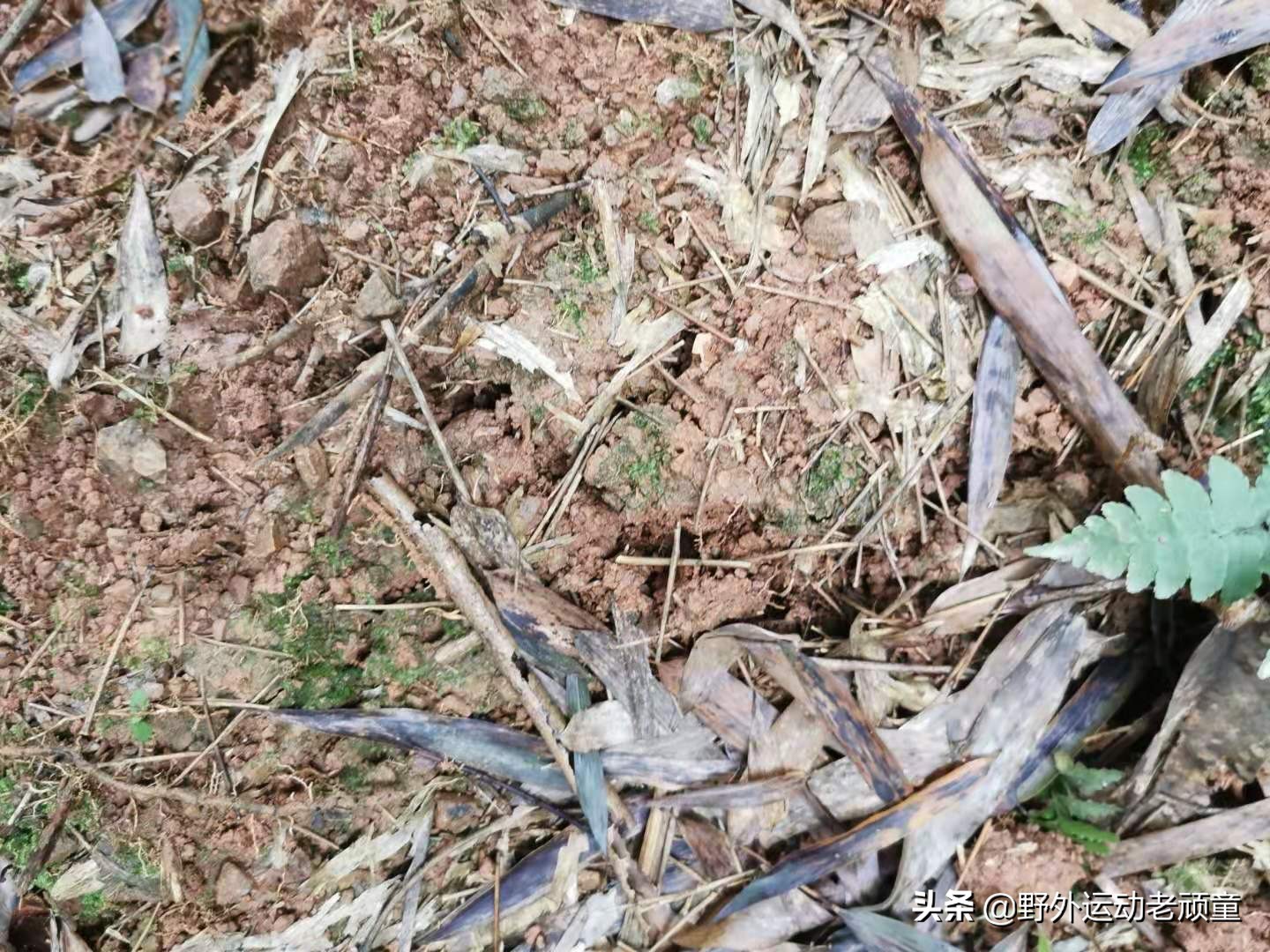 野生笋怎么做成绿色的笋干,毛笋如何制成毛笋干