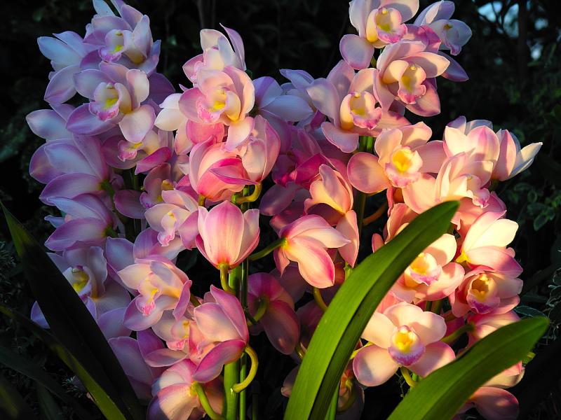 中国三十种名花图片大全,中国十大名花及花卉文化