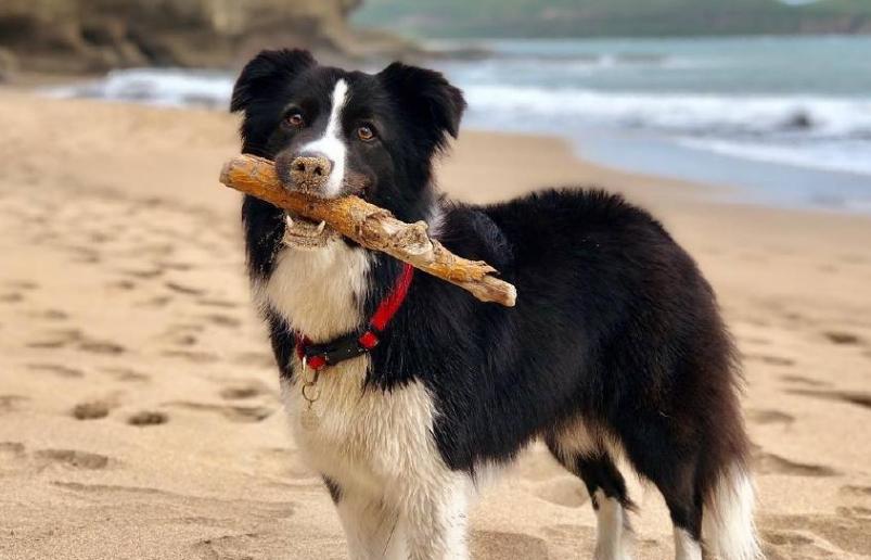 能看着而且很忠诚颜值高的四种狗,这6种狗高颜值性格好适合家里养