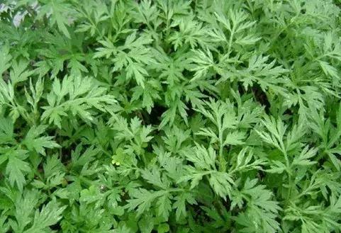 最伤肝的中草药,最伤肝的五种中药抖音