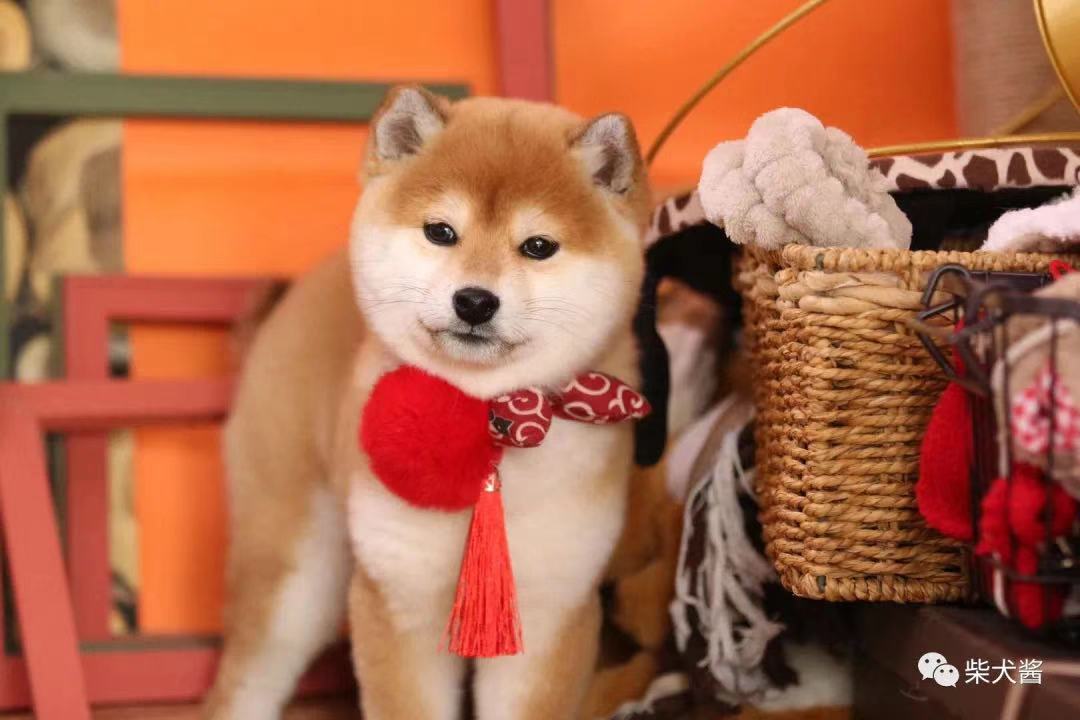 柴犬拉肚子了怎么办,小柴犬拉肚子怎么办