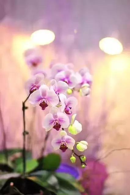 真正的中国十大名花,中国十大名花超漂亮