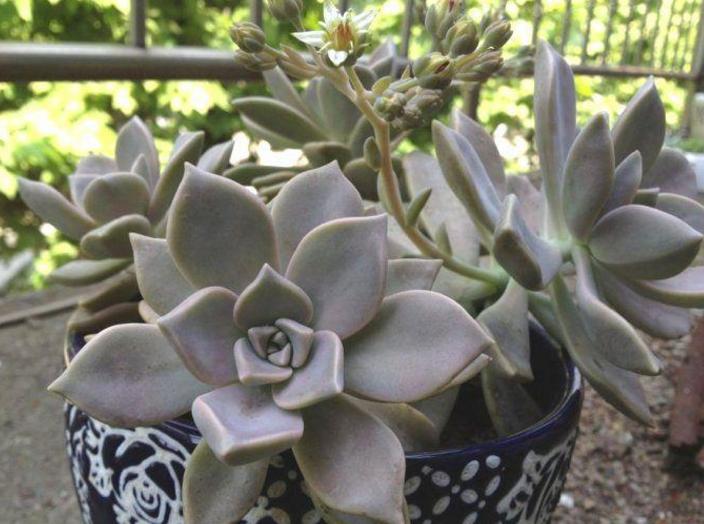 多肉变瘦怎么回事,多肉换了颗粒土怎么都变瘦了