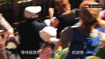 遇到猛兽如何自救100字,面对大型猛兽如何自救