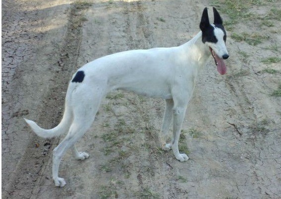 速度与激情法拉利,速度与激情的碰撞