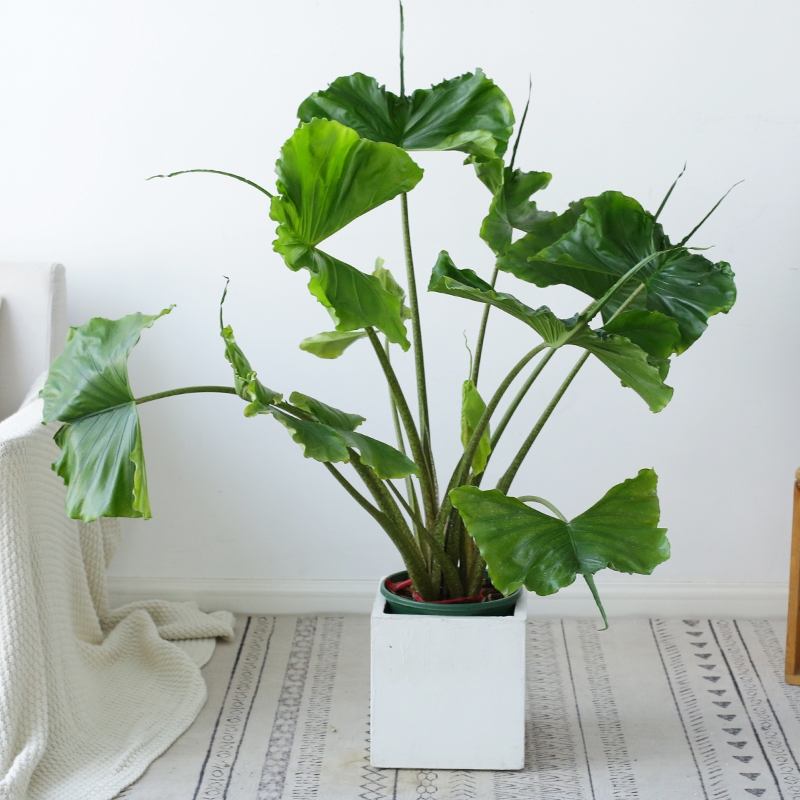 100种绿植大全,50种盆栽绿植花卉大全