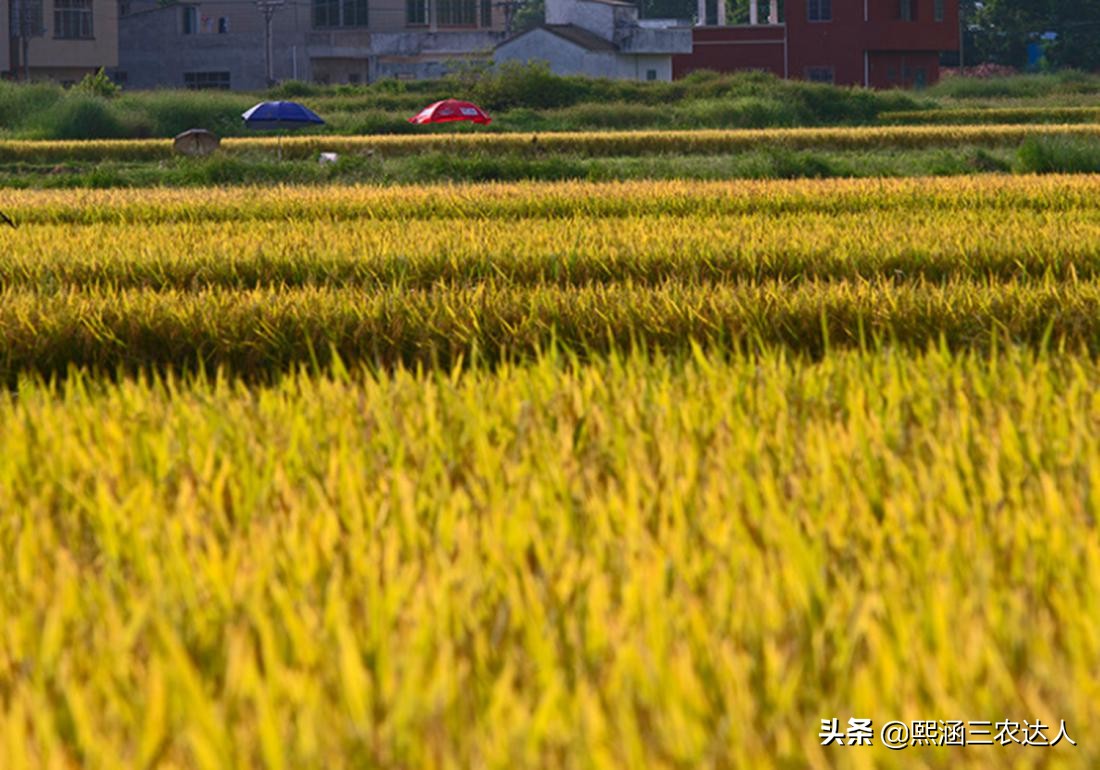 水稻苗期烂秧病的防治方法,水稻烂田怎么插秧