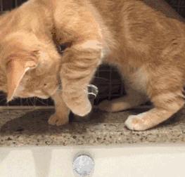 假期不出门的猫,假期不在家猫怎么办