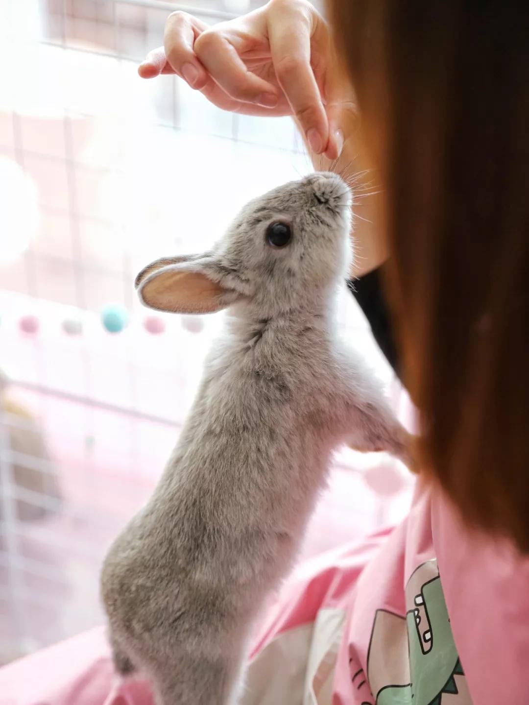 北京有没有撸猫的地方,福州撸兔兔的店