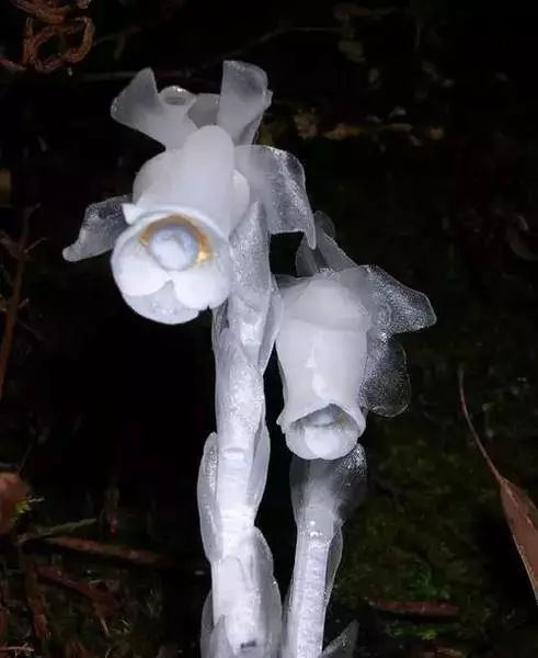 世界顶级奇花异卉,最美奇花异卉