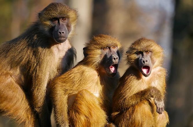 稳健理财为什么每天都亏,稳健理财会亏完吗