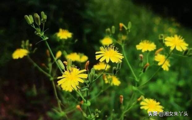 黄花菜的功效作用,黄花菜功效