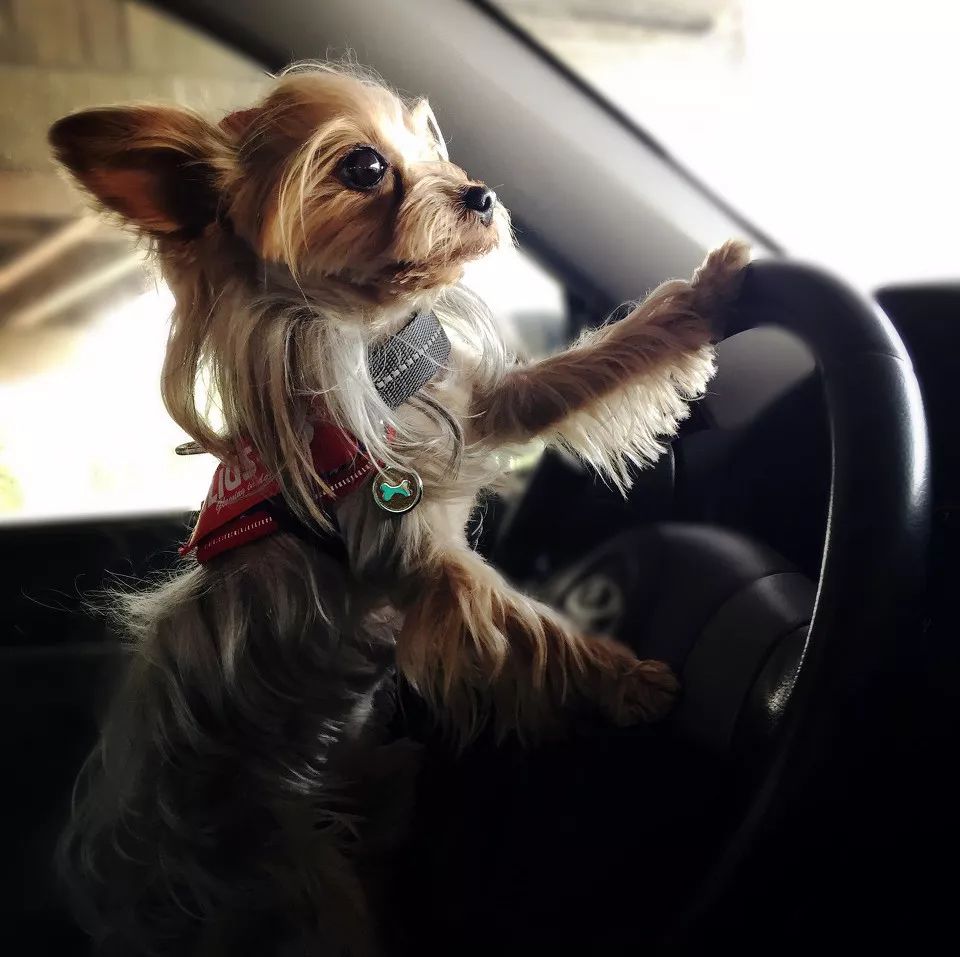 什么样才算纯种狗？纯种狗是怎么培育出来的？