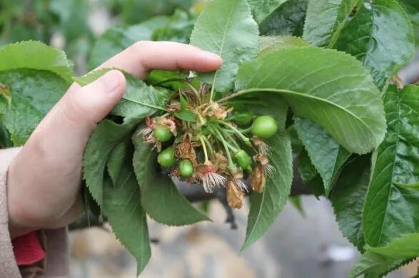 樱桃黄叶病的原因及治疗处理方法,甜樱桃褐腐病防治技术