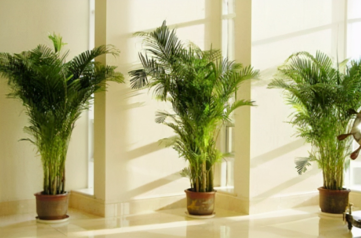 家庭空气加湿正确方法,天天吹空调湿气重怎么办