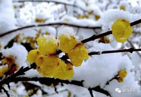 中国各大城市市花介绍,全国56市市花太美了的视频