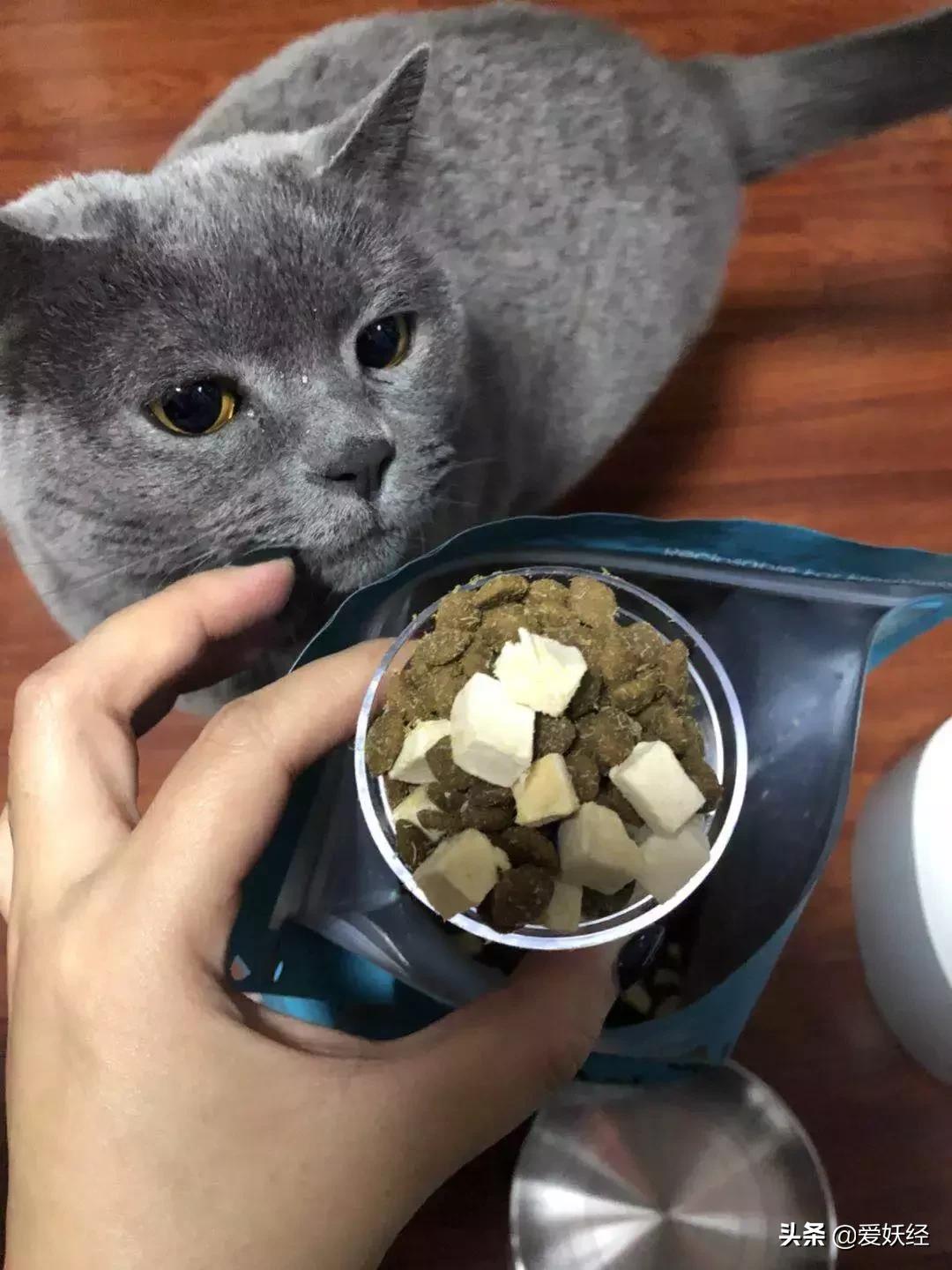 lorde全价猫粮,lorde猫粮值不值得购买