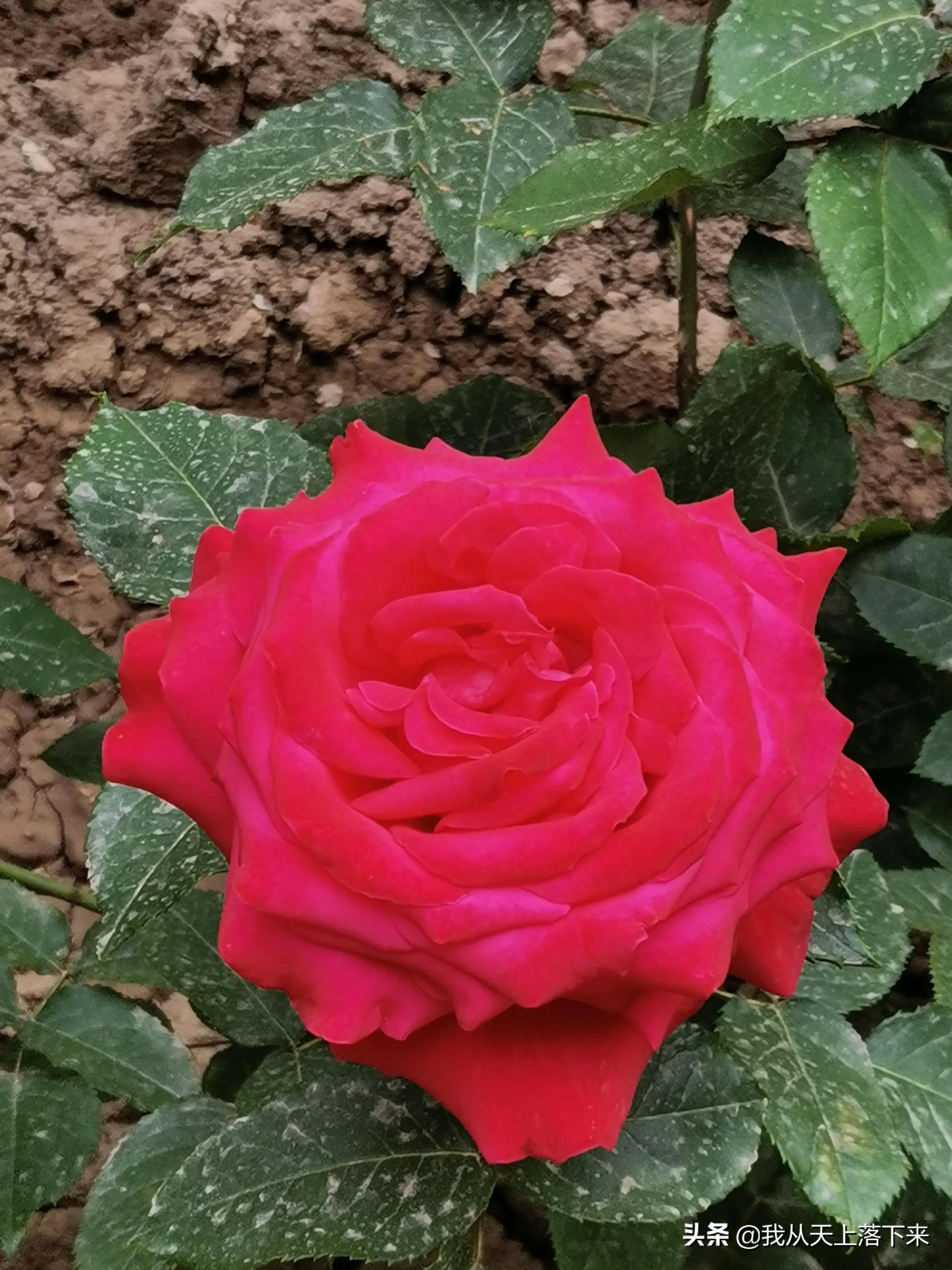 100张花朵美图,100张花图片大全