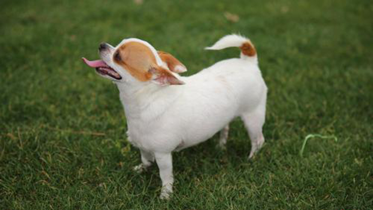 吉娃娃最好的状态,吉娃娃顶端优势