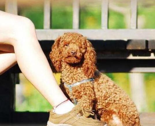 泰迪真的有那么“好色”吗？其实我们都冤枉它了，它也很无辜