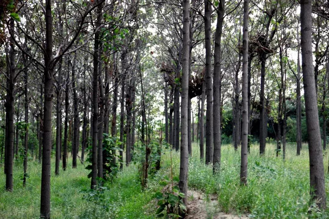 井陉县创业代理,井陉县加盟项目