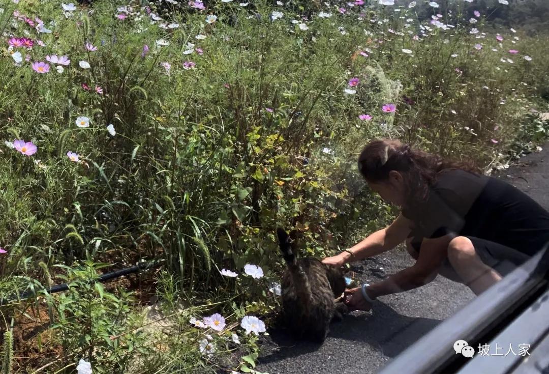 一只宠物猫在外面可以活多久,单独养一只猫它会孤独吗