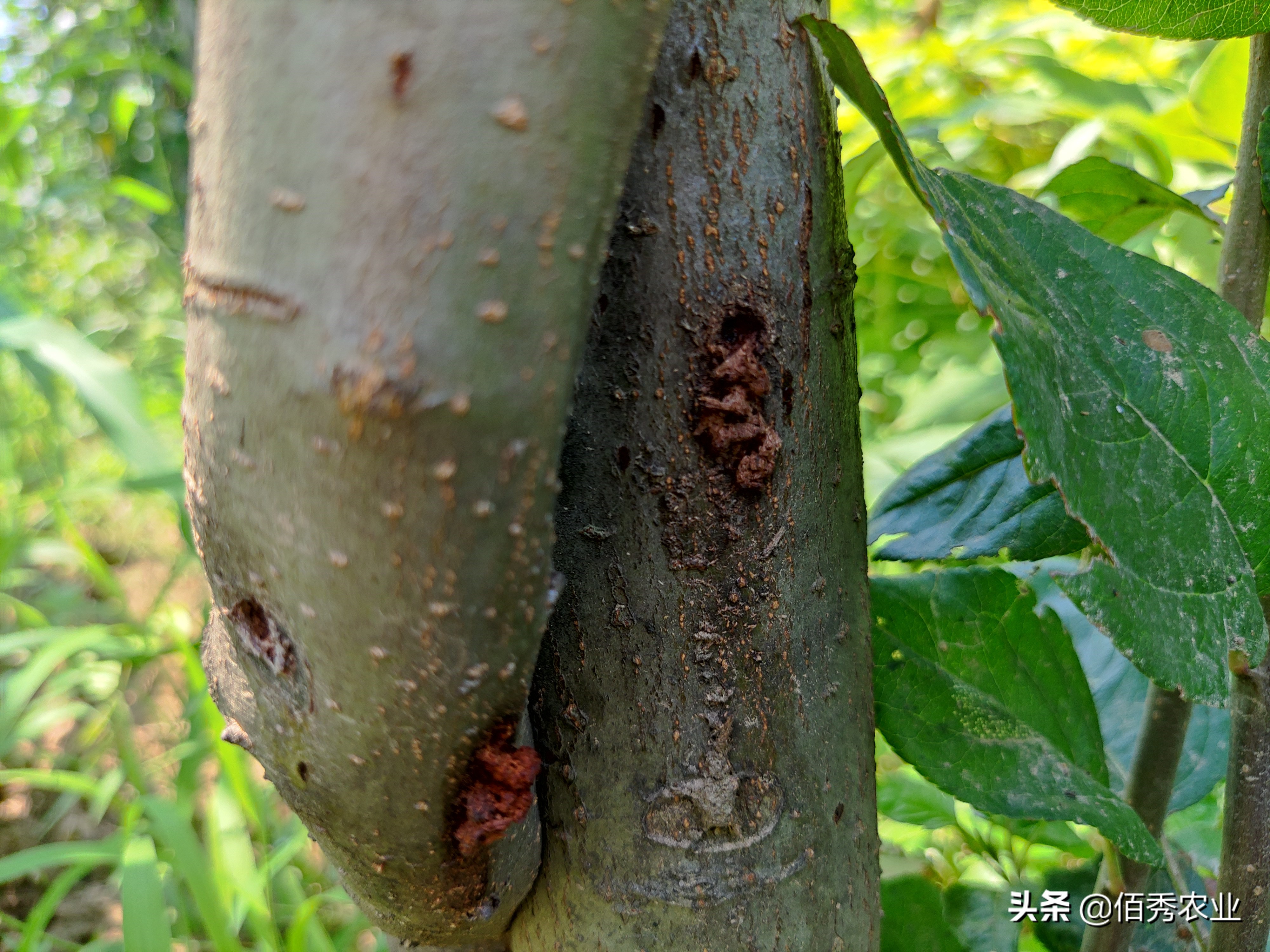 果树蛀虫打药水后怎么快速救助,防治果树蛀虫用什么农药