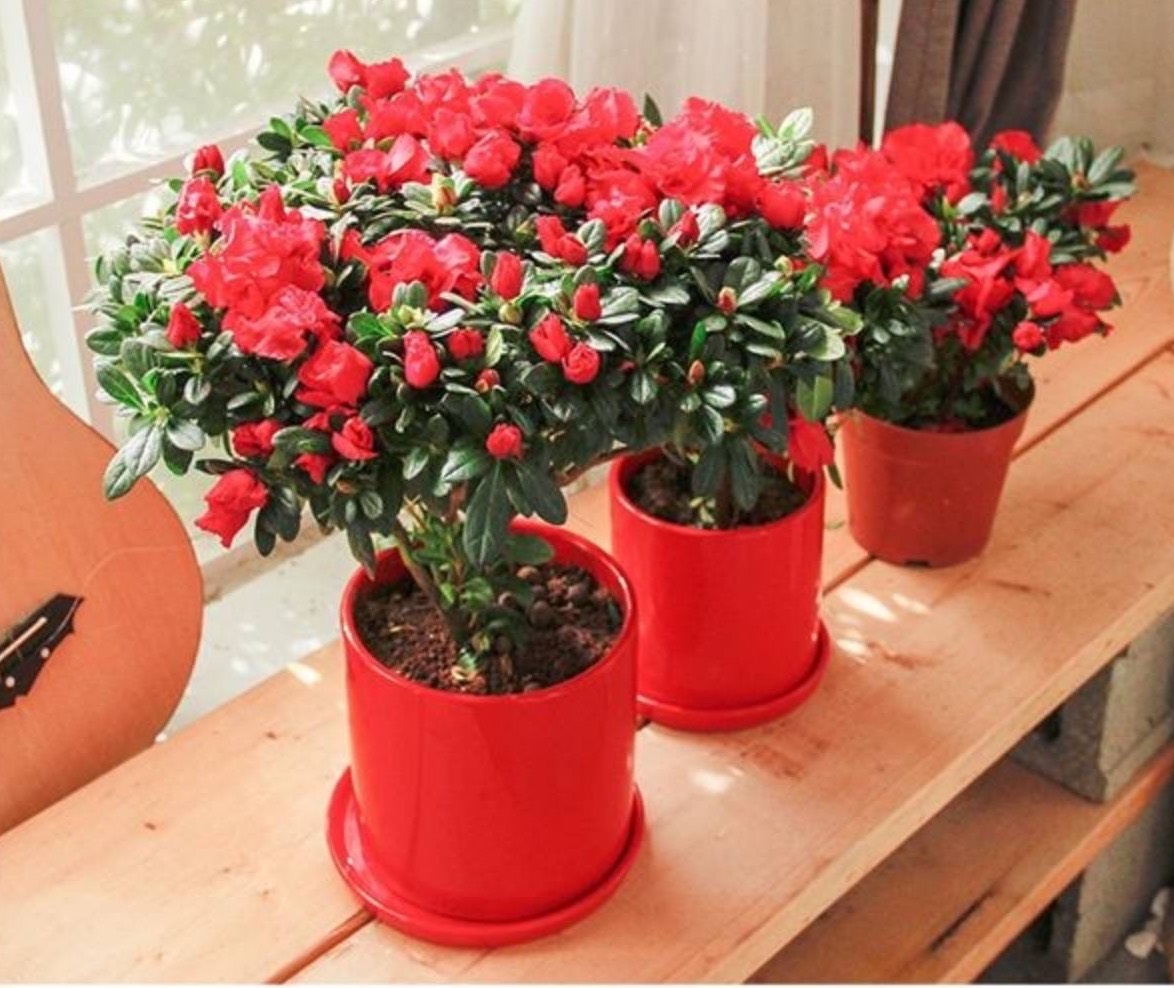 杜鹃花花苞下发新叶,养好杜鹃花用什么土最好