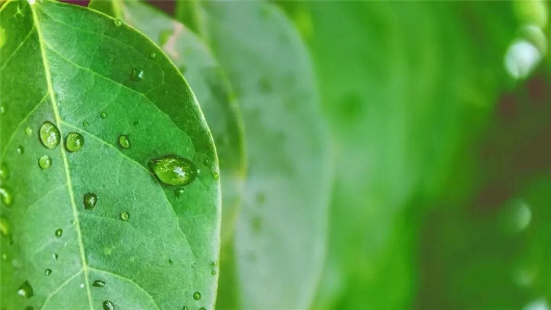 清明过后天空就明净了,今日清明万物生长清洁明净