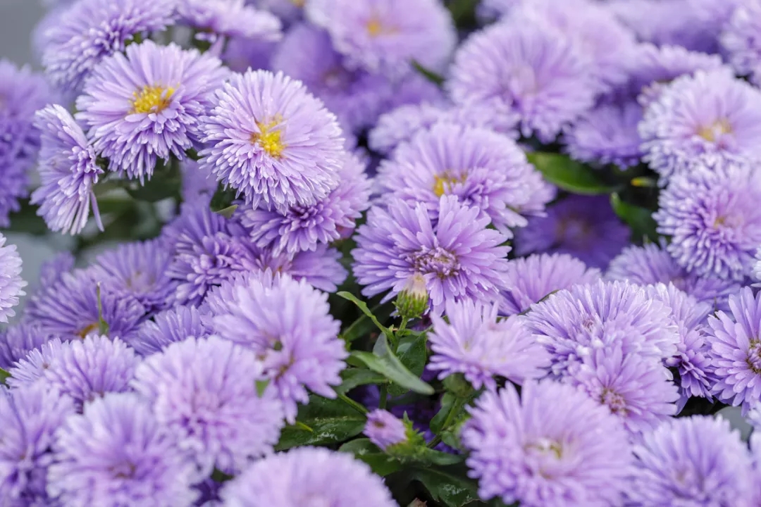 “花开爆盆”的成就感不是所有植物都能给你的，而它就可以